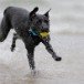 Dog fun